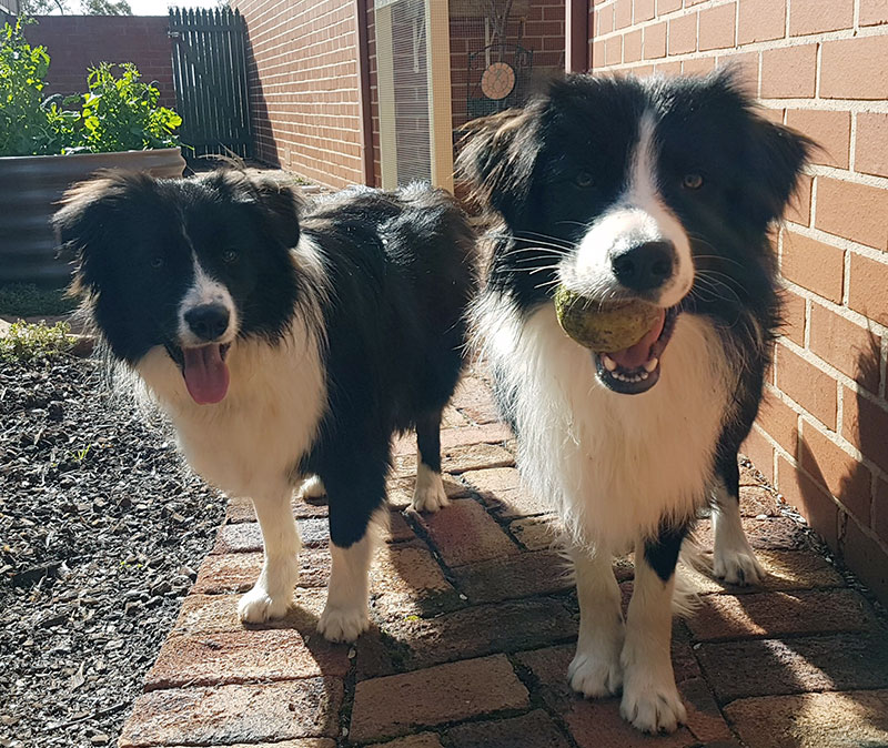 Jerry and Manneke playing in the backyard